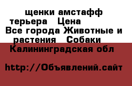 щенки амстафф терьера › Цена ­ 30 000 - Все города Животные и растения » Собаки   . Калининградская обл.